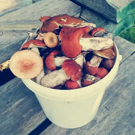 Tirtsu Puhkemaja Сasa de vacaciones