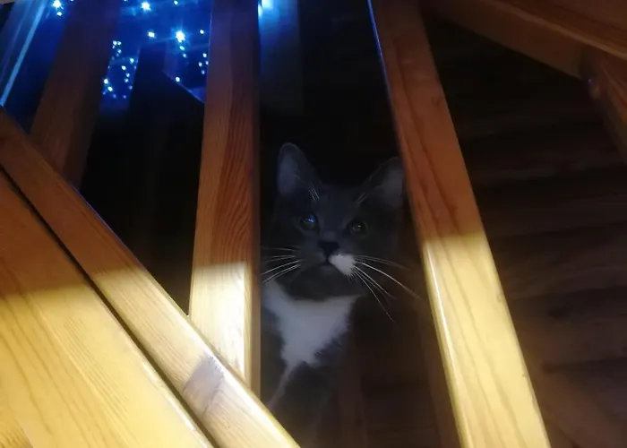 Tirtsu Puhkemaja * Varesmae